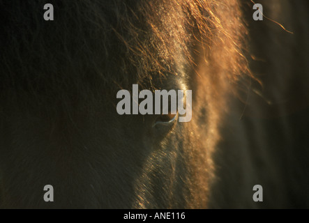 Pony s Eye in evening golden light Stock Photo