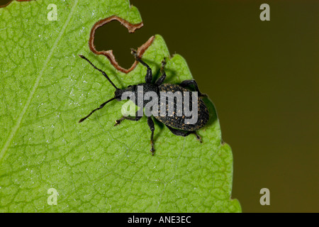 Vine weevil Otiorhynchus sulcatus on leaf showing damage potton bedfordshire Stock Photo