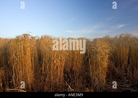 Miscanthus elephant grass alternative energy crop grown for fuel Oxfordshire United Kingdom Stock Photo