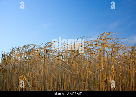Miscanthus elephant grass alternative energy crop grown for fuel Oxfordshire United Kingdom Stock Photo