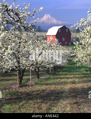 USA; Oregon; Clackamas River Valley, Oxalis Stock Photo - Alamy