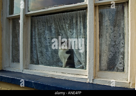 black and white cat sitting in a cottage window Stock Photo