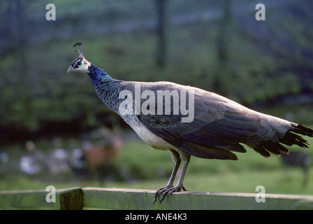 Peahen perched on wooden fence United Kingdom Stock Photo