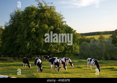 Friesian cows grazing The Cotswolds United Kingdom Stock Photo
