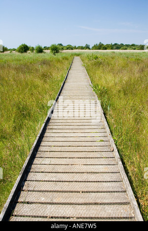 Boardwalk pathway across wetlands at Hickling Norfolk United Kingdom Stock Photo