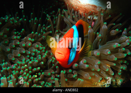 Red and black anemonefish in sea anemone Amphiprion melanopus Temple of Doom Great Barrier Reef Australia Stock Photo