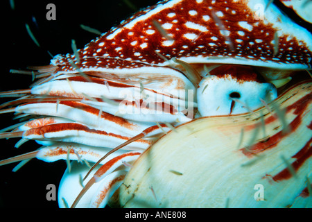 Nautilus in copepod cloud night Nautilus pompilius Fila Reef Port Vila Vanuatu South Pacific Stock Photo