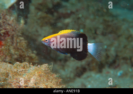 Hawaiian hogfish juvenile endemic Bodianus bilunulatus albotaeniatus Maui Hawaii N Pacific  Stock Photo