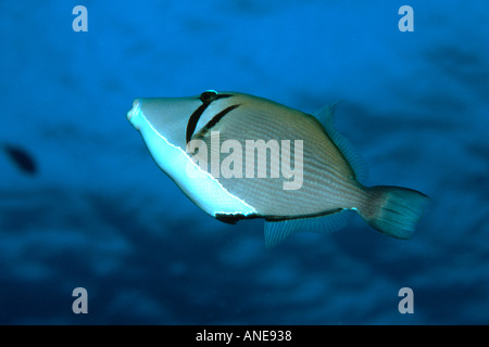 Lei triggerfish Sufflamen bursa Palea Point Oahu Hawaii N Pacific  Stock Photo