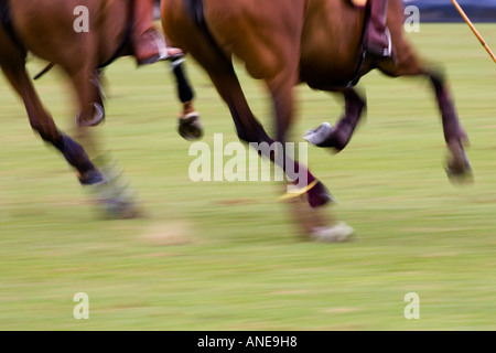 Ponies at Guards Polo Club in Windsor United Kingdom Stock Photo
