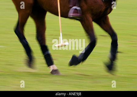 Polo pony at Guards Polo Club in Windsor United Kingdom Stock Photo