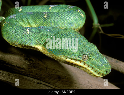 Emerald Tree Boa (Corallus caninus), Brazil Stock Photo