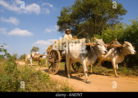 Mynamar Burma Southern Shan State Kalaw area Village of Poh Keh Bullock carts used to carry crops and hay from the fields Stock Photo