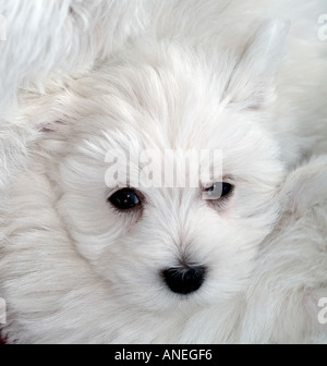 West highland white terrier puppy Stock Photo