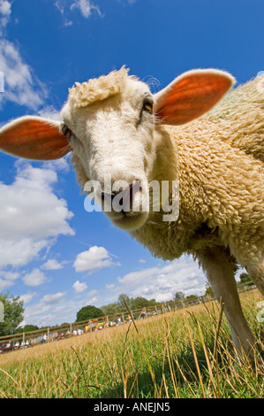 Low wide angle close up vertical shot of a British milk sheep on a bright summers day. Stock Photo