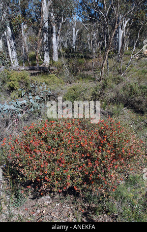 Gastrolobium sp bushes in open woodland Stirling Range National Park Western Australia Stock Photo