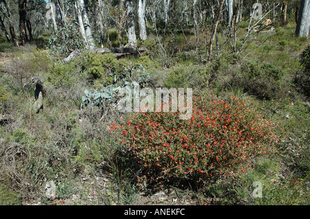 Flowering Gastrolobium sp bushes in open woodland Stirling Range National Park Western Australia Stock Photo