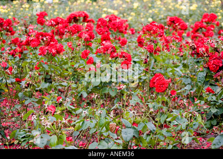 Dead Red Roses, flower garden, in Town Park, Tralee, County Kerry, Ireland. Stock Photo