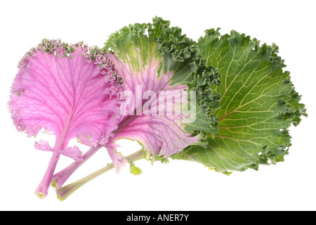 Cabbage purple leaf vegetable isolated on white background Stock Photo