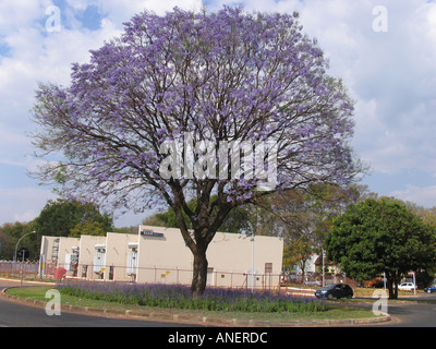 Almost Completely Blue Tree Brasilia BR Stock Photo