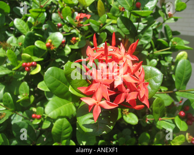 Tropical Flowers at the Rounded Tambau Hotel Joao Pessoa BR Stock Photo