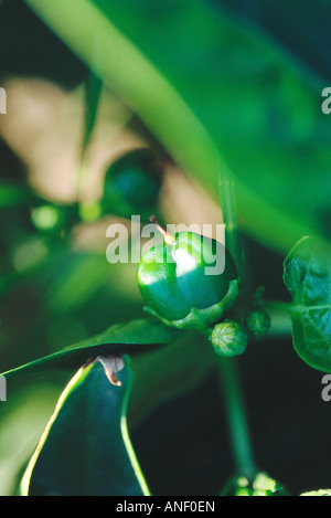 Bell pepper plant, close-up Stock Photo