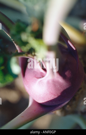 Kohlrabi growing in garden, close-up Stock Photo