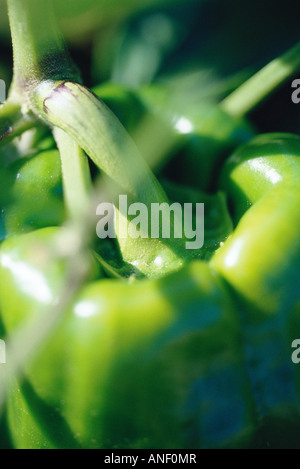 Bell pepper growing in garden, close-up Stock Photo
