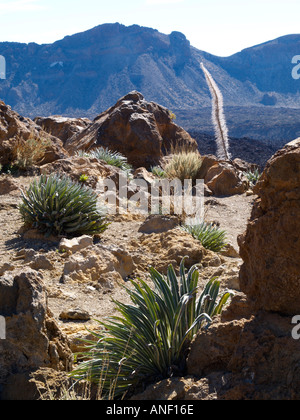 Vegetation in volcanic caldera of Mount Teide Tenerife Stock Photo