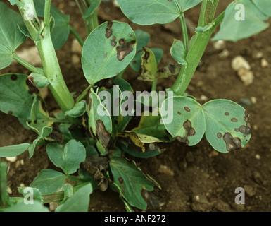 Leaf spot (Ascochyta fabae) lesions on young broad or field bean Vicia faba plant Stock Photo
