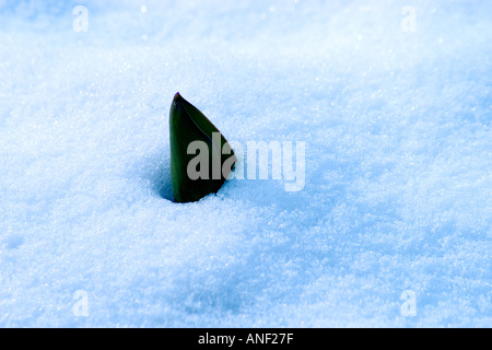 Crocus flower breaking through snow Stock Photo
