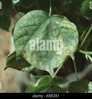 Carmine red spider mite Tetranychus cinnabarinus damage to cotton leaf Stock Photo