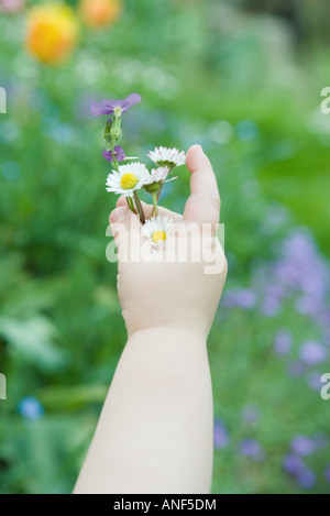 Toddler holding small bouquet of wildflowers, cropped view of arm, close-up Stock Photo
