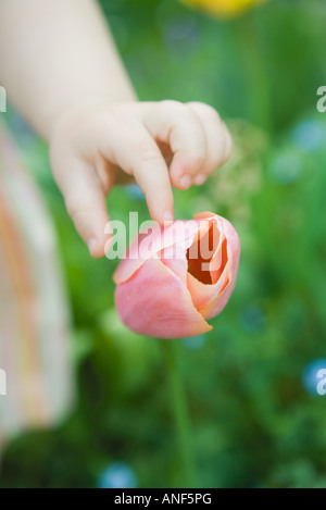 Toddler girl touching tulip, cropped view of hand Stock Photo