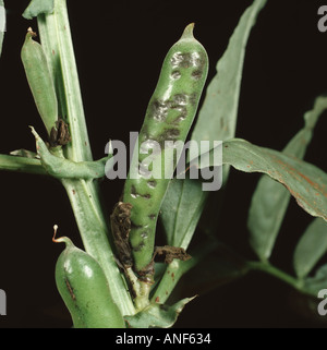 Pod spot Ascochyta fabae lesions on broad or field bean Vicia faba pod Stock Photo