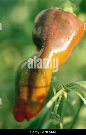 Pepper growing in garden, close-up Stock Photo