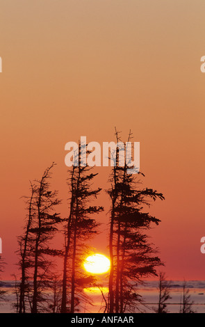 Sunset thru trees, Hudson Bay, Churchill, Manitoba, Canada. Stock Photo