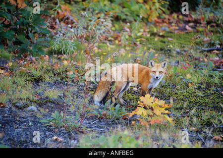 Red Fox near fairbank provincial park, ontario, Canada. Stock Photo