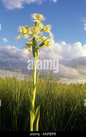 the very rare Western prairie fringed orchid, tolstoi, manitoba, Canada. Stock Photo