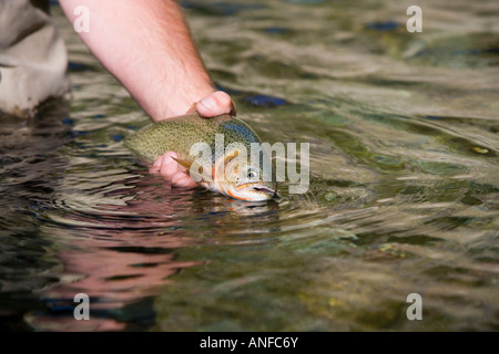 Fly-fishing on tributary of Elk River near Fernie, Elk Valley, East ...