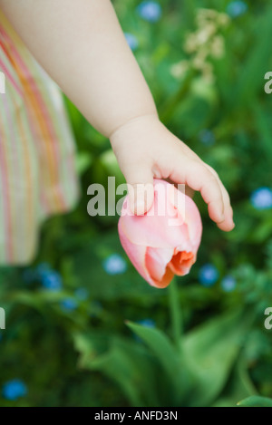 Toddler girl touching tulip, cropped view of arm Stock Photo