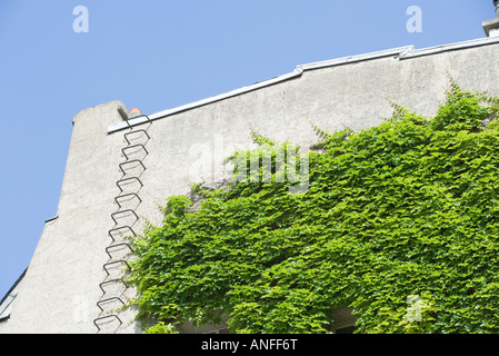 Vine growing on side of building Stock Photo