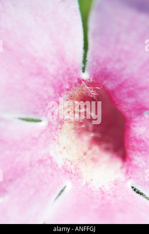 Flower, extreme close-up Stock Photo