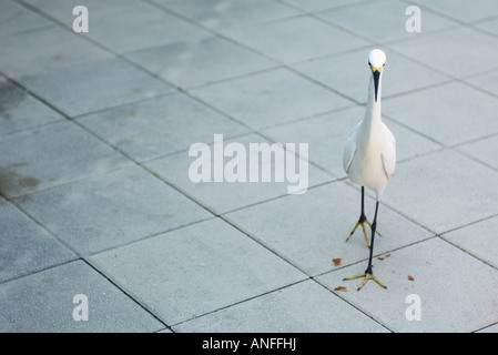 Snowy egret (Egretta thula) walking on tiled floor Stock Photo