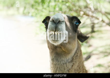 Llama, looking at camera, cropped view Stock Photo