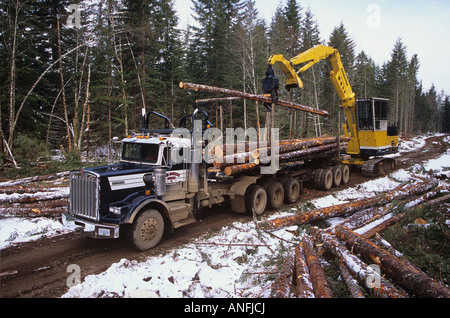 Grapple loader loading logs onto waiting logging truck. Cutblock just south of Courtenay, Vancouver Island, british columbia, ca Stock Photo