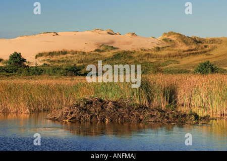 Beaver lodge in Bowley Pond along Greenwich Dunes Trail provides foreground for rare, protected and internationally recognized c Stock Photo