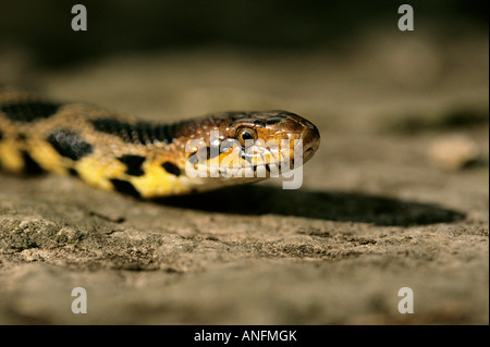 Eastern Fox snake (Elaphe vulpina gloydi), Point Pelee National Park, Ontario, Canada. Stock Photo