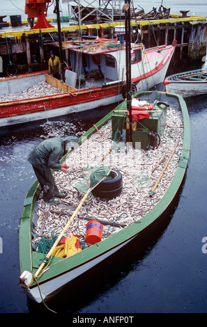 Fishing boat loaded with fish, Newfoundland and Labrador, Canada. Stock Photo