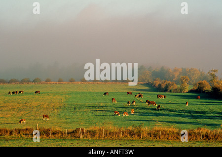 Hereford Cattle grazing in pasture near Wolfville, Nova Scotia, Canada. Stock Photo